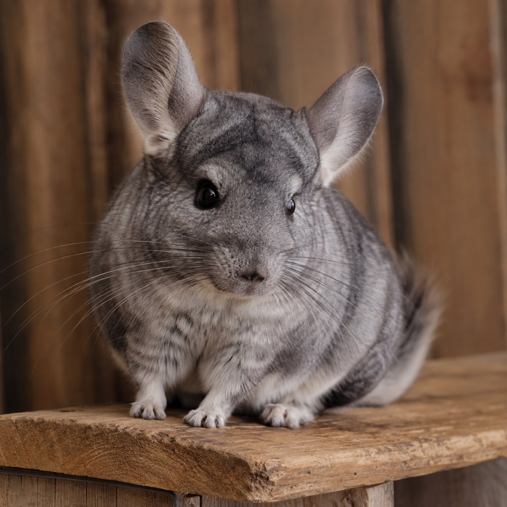 Chinchilla in its enclosure