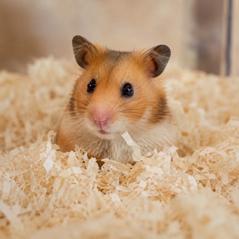Syrian hamster burrowing
