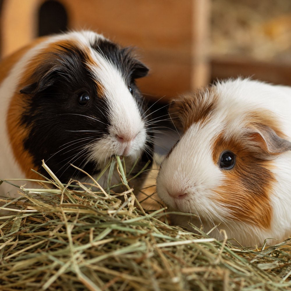 Guinea pigs in a C&C cage